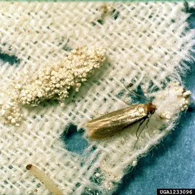thumbnail for publication: Clothes Moths